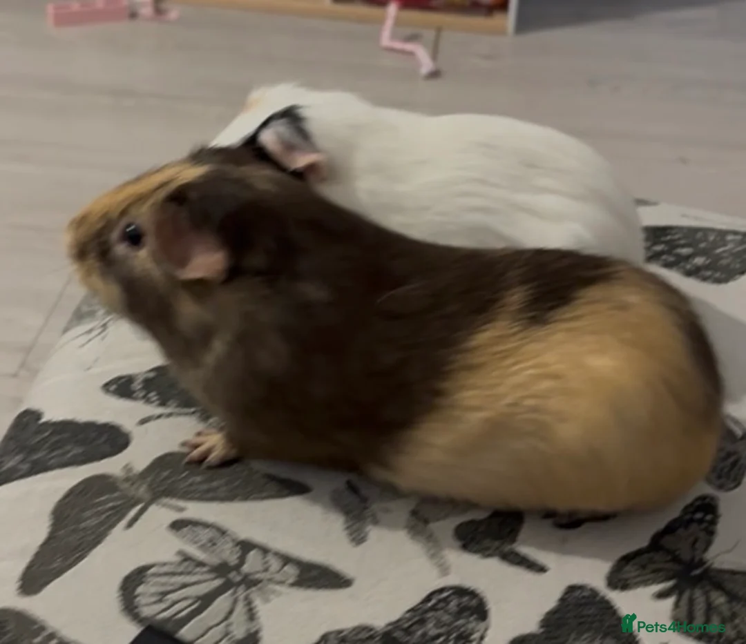 Guinea Pig rodents for sale: 2 male guinea pigs - Advert 3