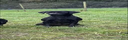 Labrador Retriever dogs for sale: KC Registered beautiful working labrador puppies in Oldham - Advert 6