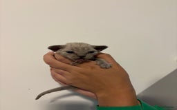 Devon Rex cats for sale: ❤️Devon rex kittens available 😻 - Image 16