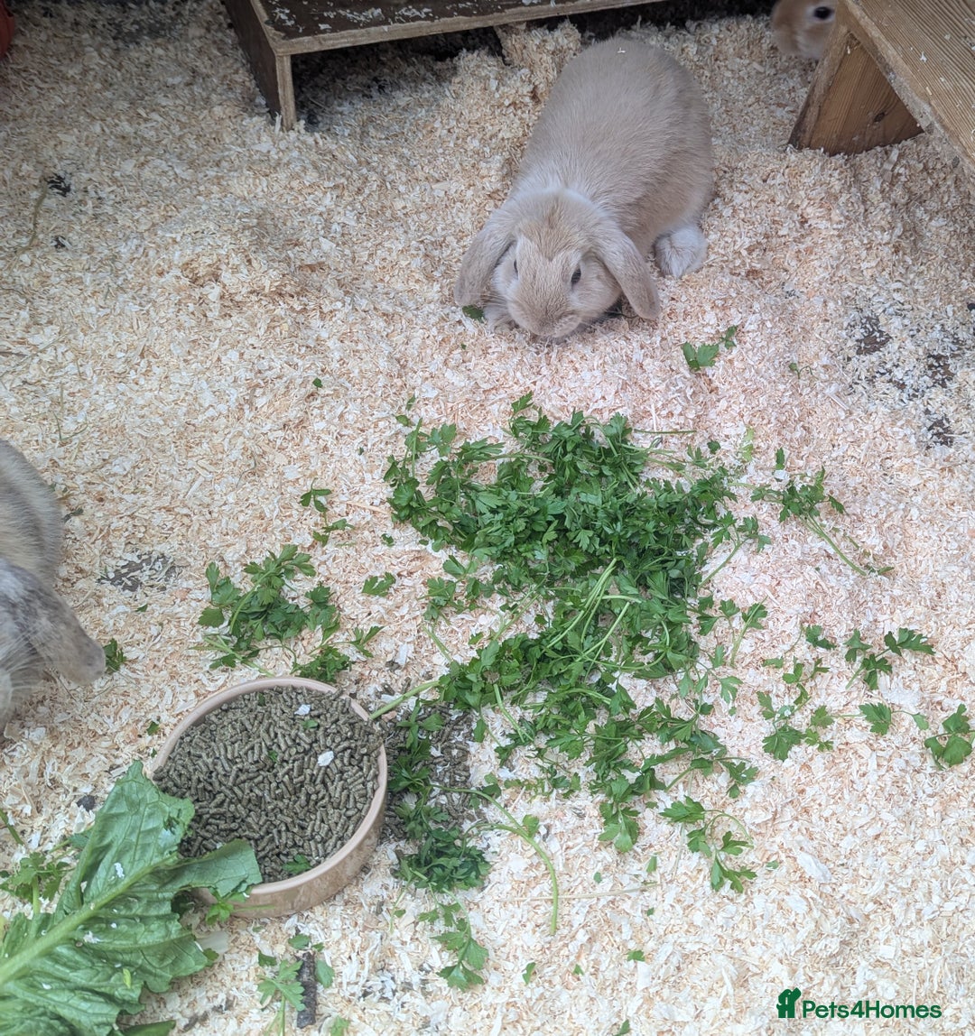 Dwarf Lop rabbits for sale: Beautiful young dwarf lop ready for their new home - Image 3