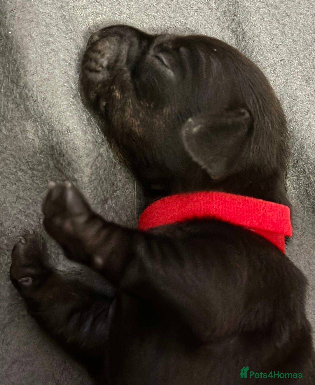 Miniature Dachshund dogs for sale: 🐾 Smooth Haired Dachshund Puppies 🐾 - Image 5
