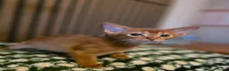 Abyssinian cats for sale: Beautiful Aby kitten  - Advert 24