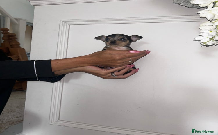 Chihuahua dogs - Advert 2