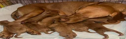 Hungarian Vizsla dogs for sale: Hungerian Viszla Puppies 🐶😍  - Advert 2