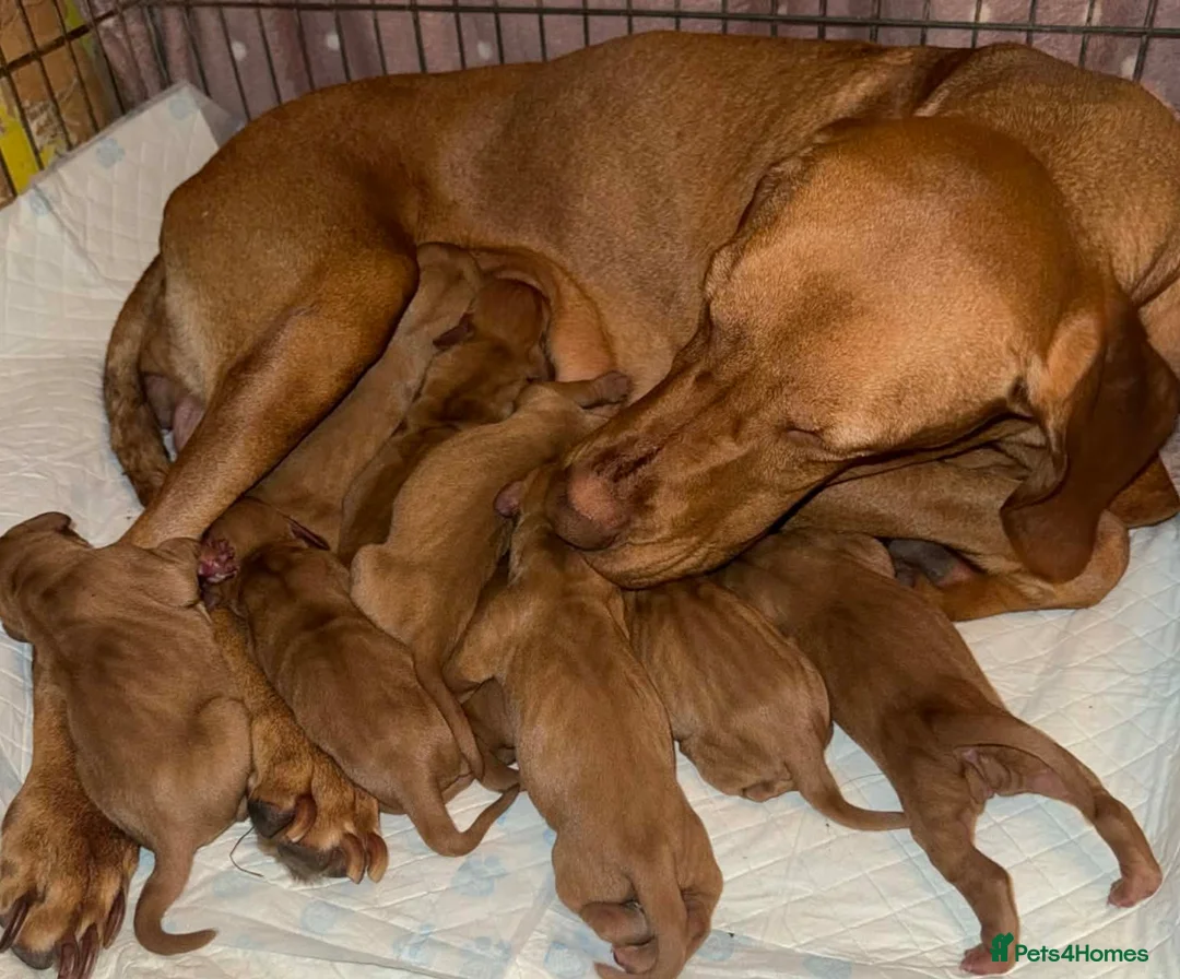 Hungarian Vizsla dogs for sale: Hungerian Viszla Puppies 🐶😍  - Advert 2
