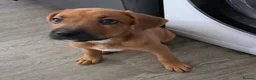 Mixed Breed dogs for sale: 2 Lurcher x Boxer puppies - Advert 19