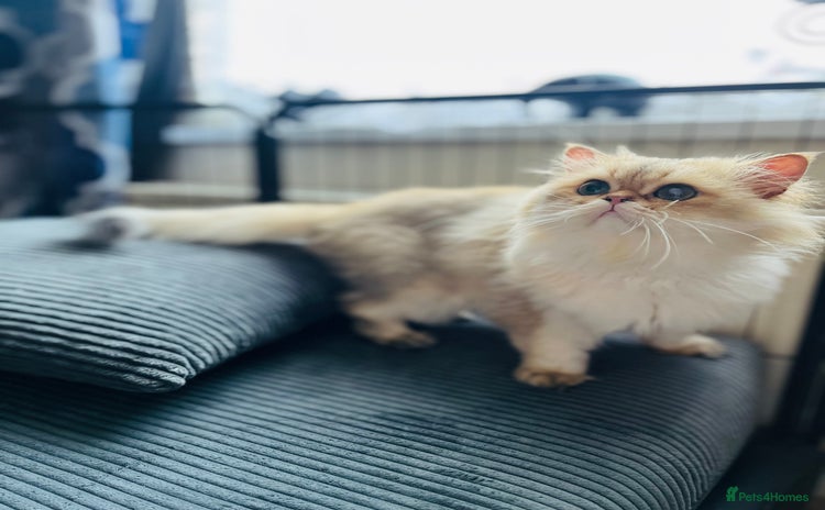 British Longhair cats in Luton - Advert 1