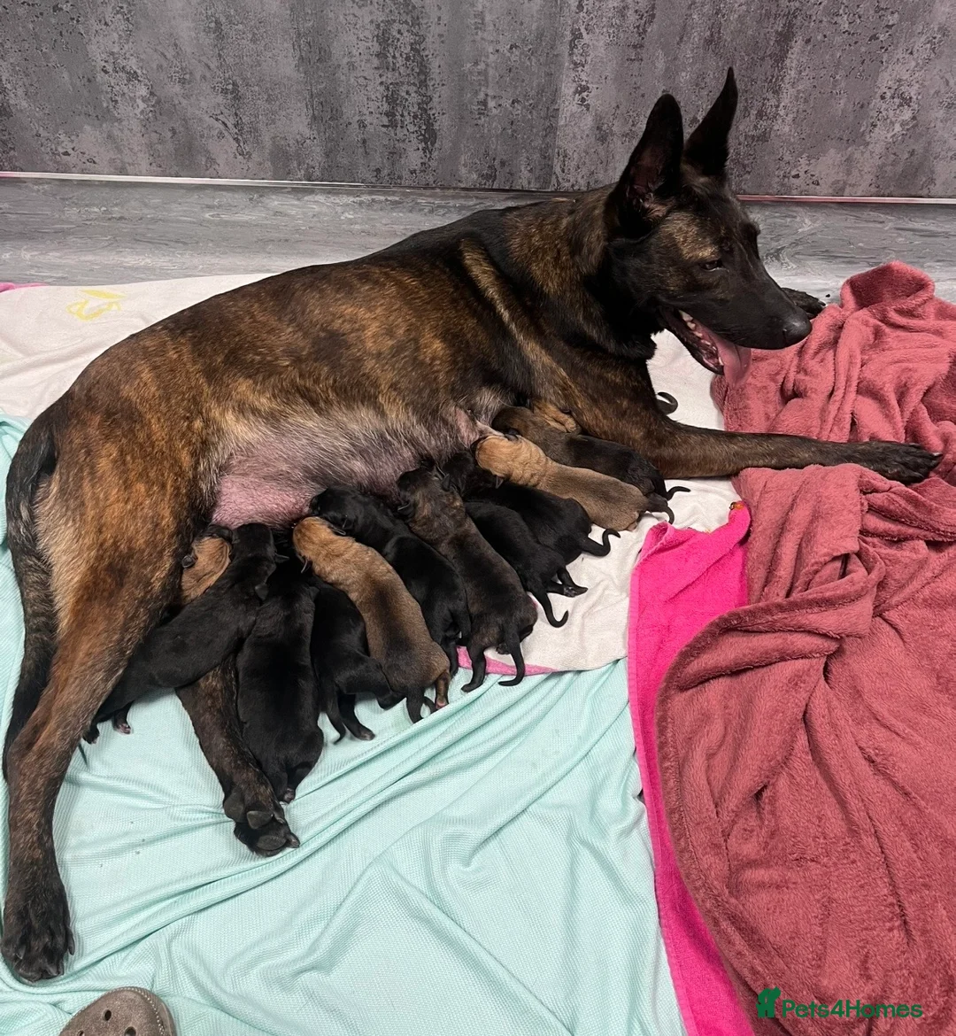 Mixed Breed dogs for sale: Dutch herder puppies - Advert 1