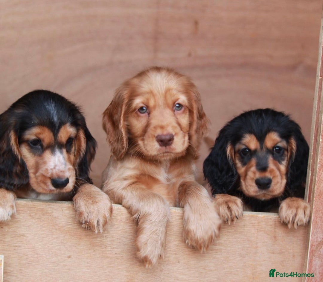 Cocker Spaniel dogs for sale: Full Cocker Spaniels Puppies  - Image 11