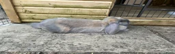 French Lop rabbits for sale: Blue Tort French Lop doe  - Advert 3