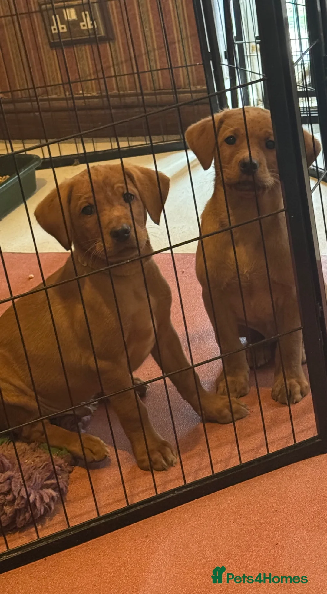 Labrador Retriever dogs for sale: 2 Male KC Registered Fox Red Labradors  - Advert 2