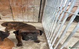 Boxer dogs for sale: 5 male boxer pups  - Image 8