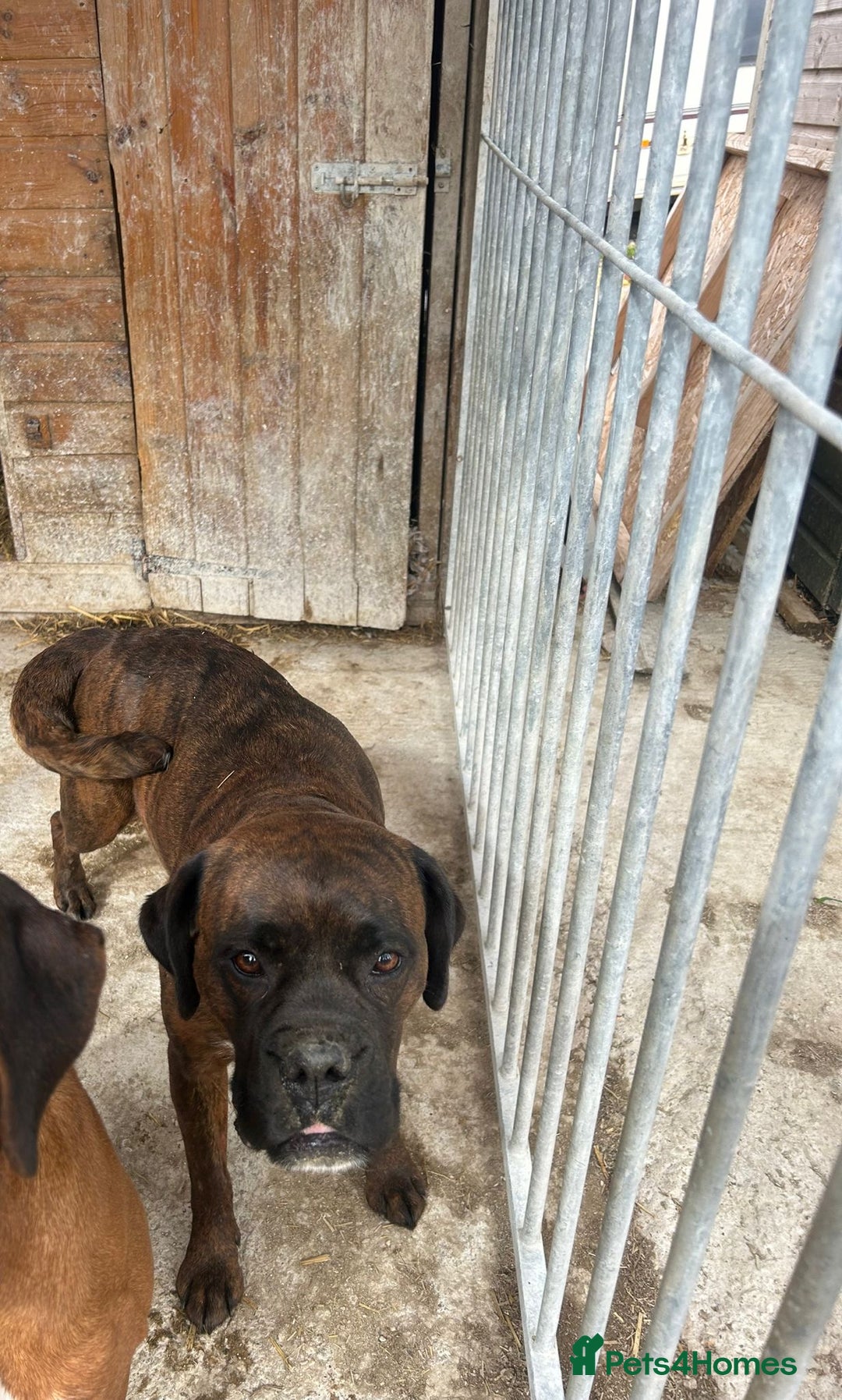 Boxer dogs for sale: 5 male boxer pups  - Image 8