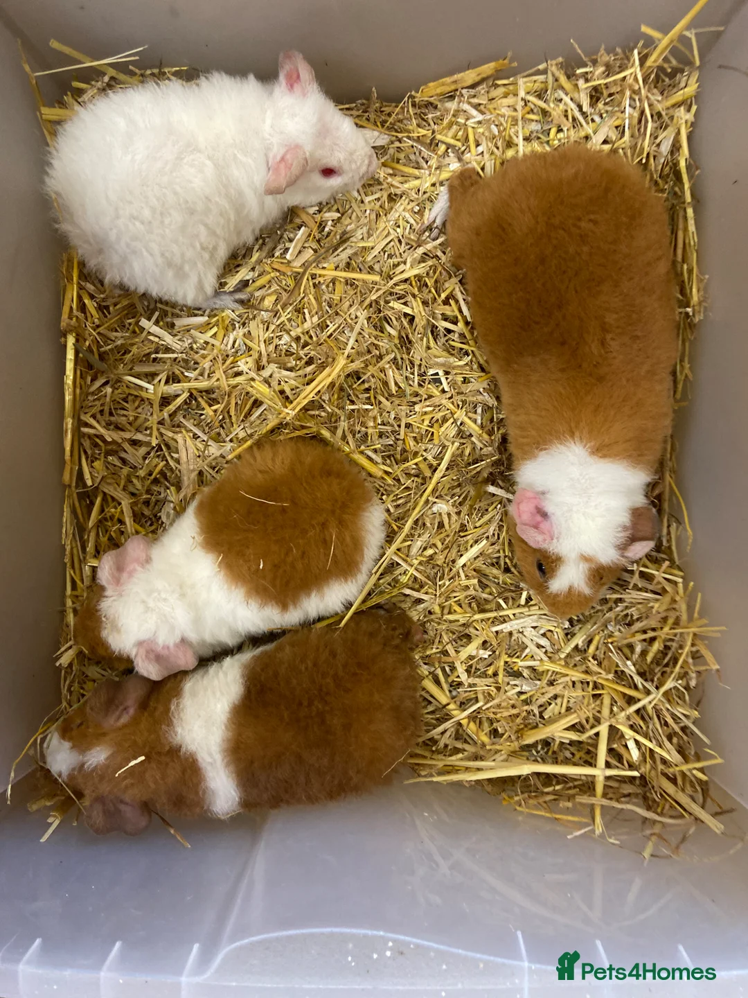 Guinea Pig rodents for sale: For Sale Baby Male Teddy Guinea Pigs  - Advert 4