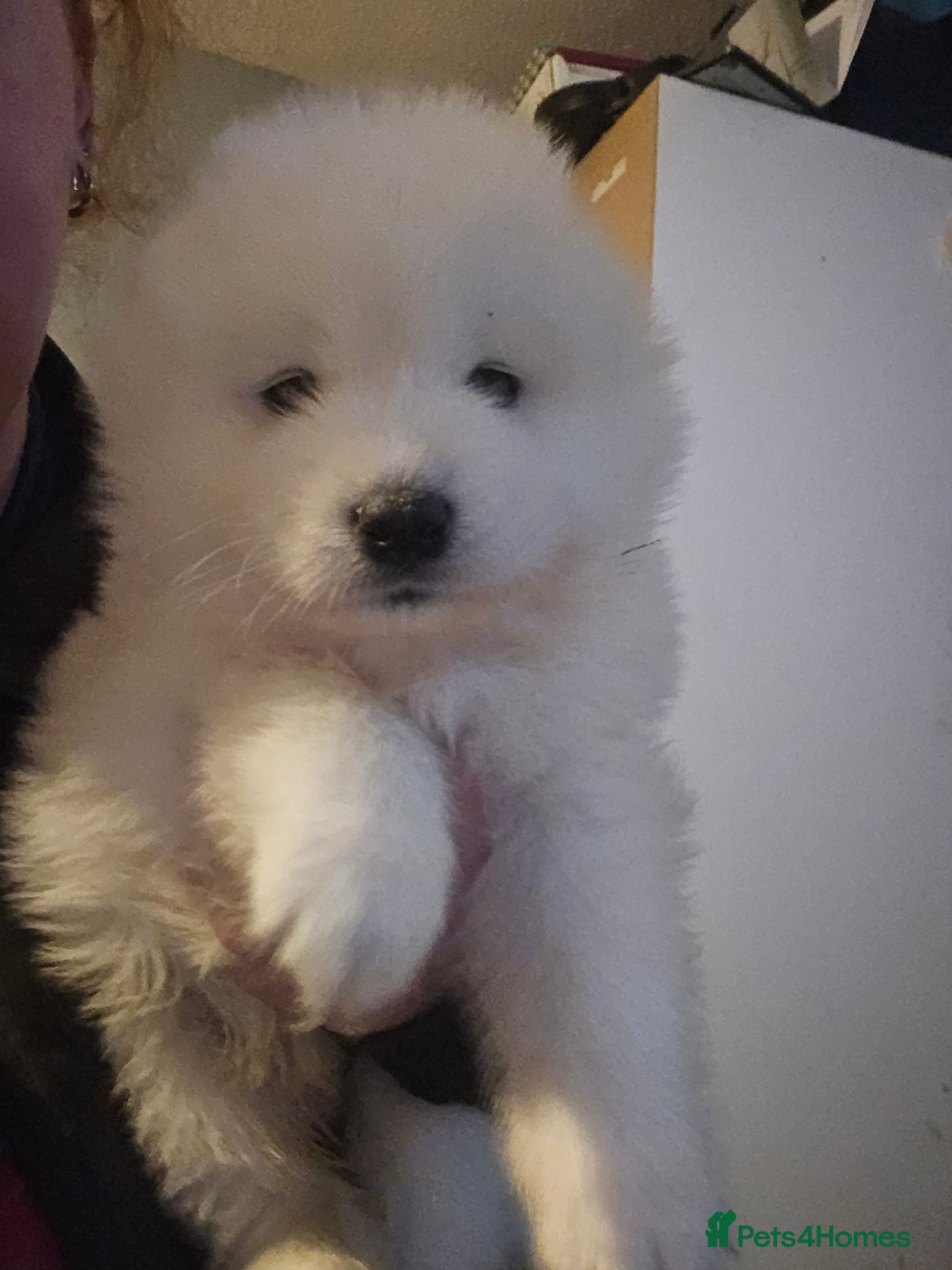 Samoyed dogs Registered samoyed puppies  - Advert 1