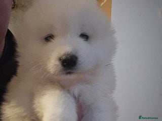 Samoyed dogs Registered samoyed puppies - Advert 1