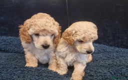 Miniature Poodle dogs for sale: Miniature poodle boy - Image 8