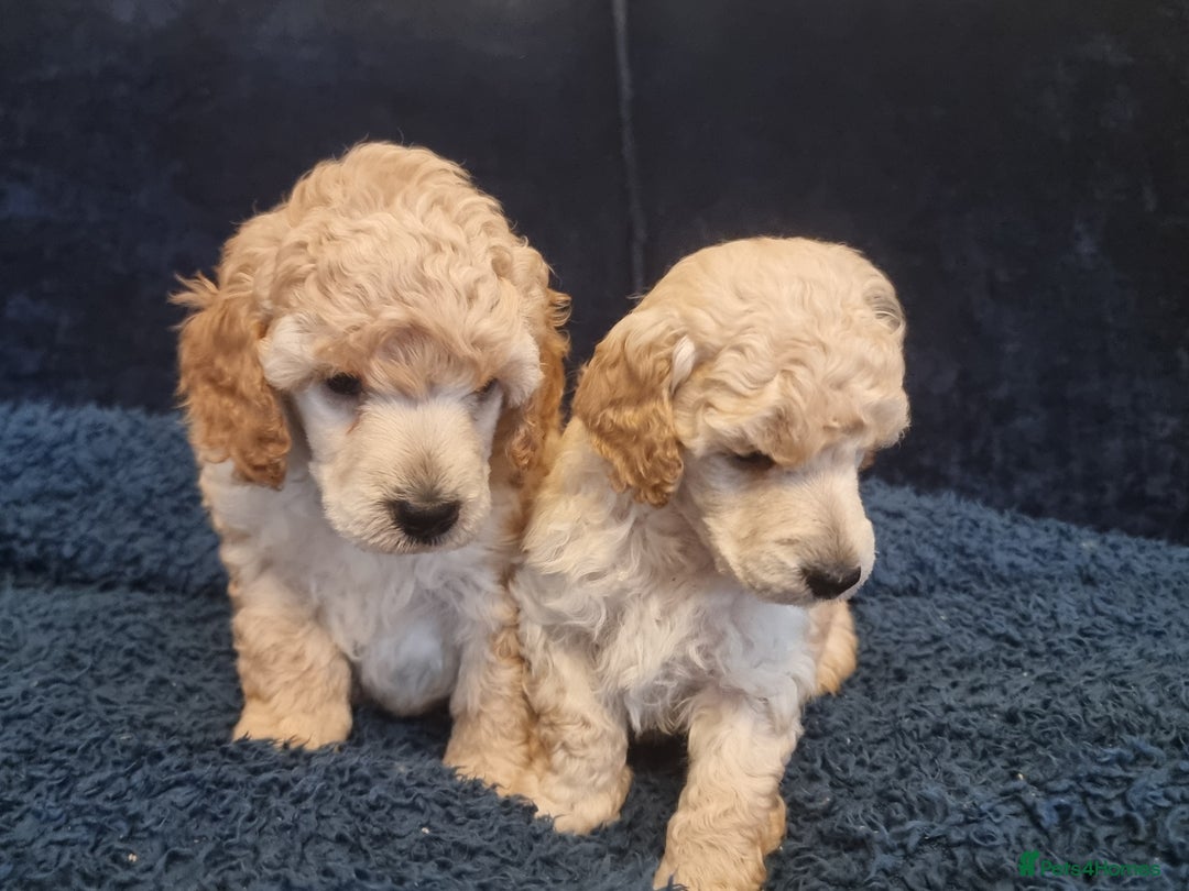 Miniature Poodle dogs for sale: Miniature poodle boy - Image 8