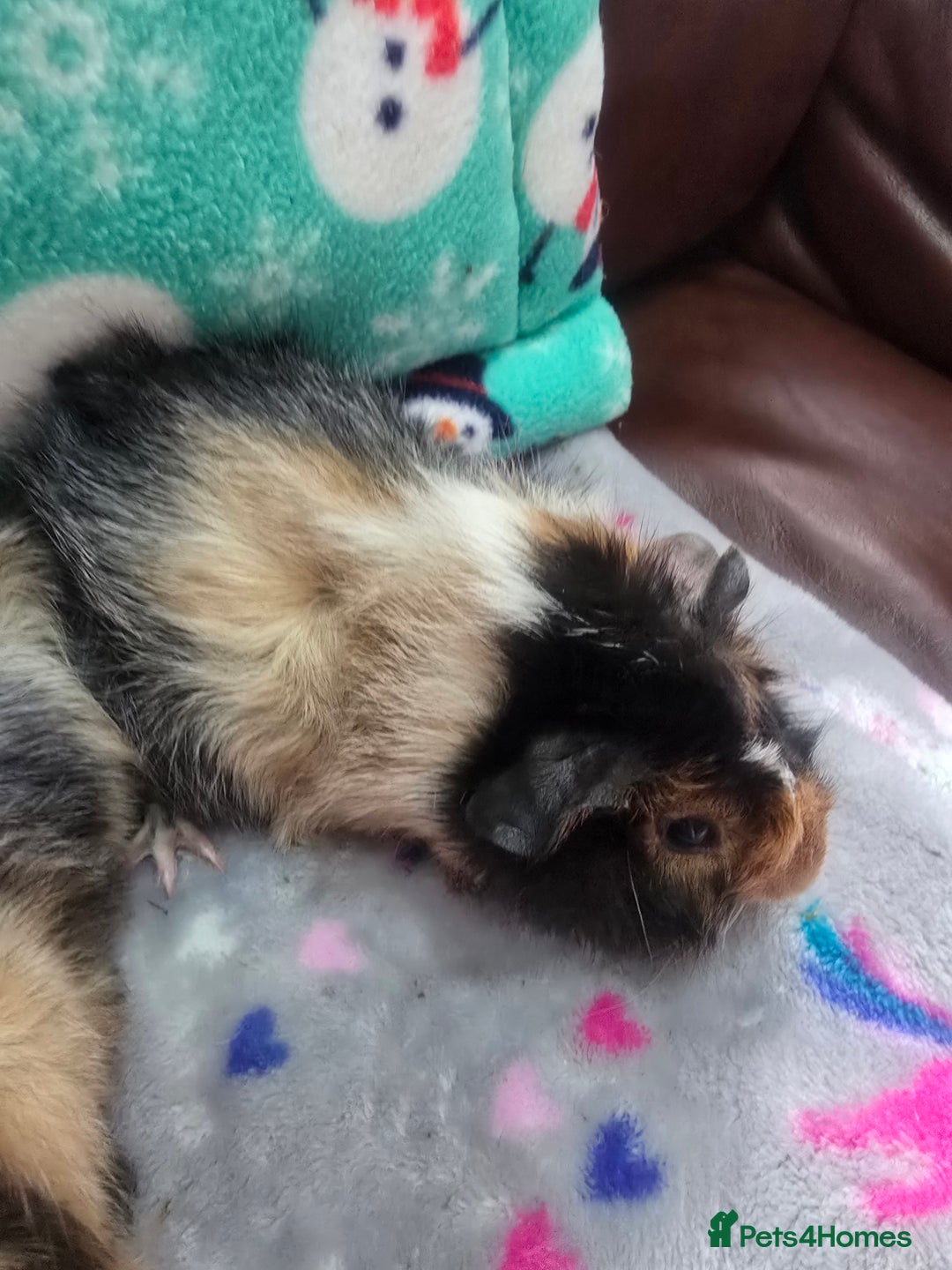 Guinea Pig rodents for sale: Funky Boars - Advert 8