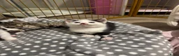 Mixed Breed cats for sale: Male kitten - Advert 3