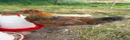 Chickens poultry for sale: Easter egger chickens in Kelso - Advert 3