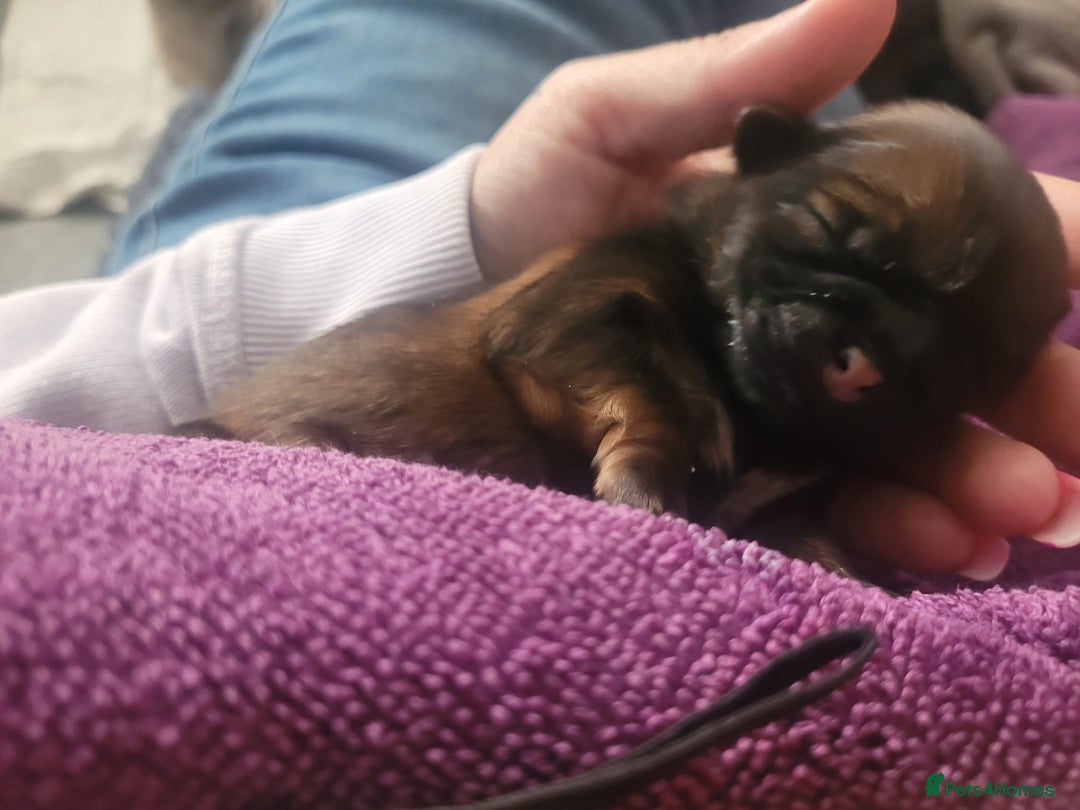 Shih Tzu dogs for sale: One beautiful little girl ready friday - Image 19