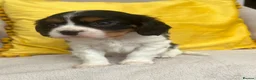 Cavalier King Charles Spaniel dogs for sale: Stunning Cavalier King Charles puppies  - Advert 10