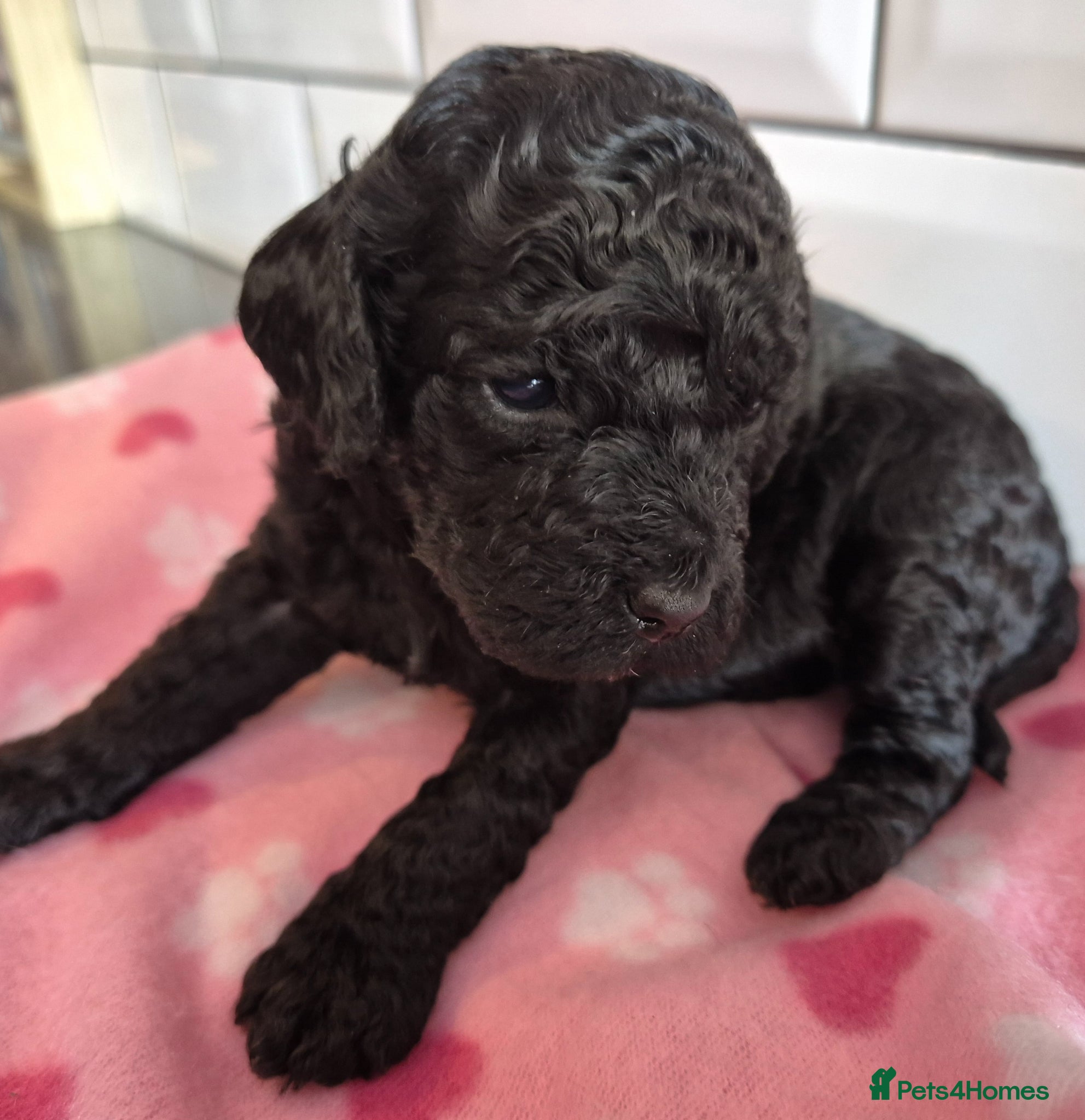 Cavapoo dogs **Stunning Cavapoo puppies** **2girls 2 boys*** - Advert 5