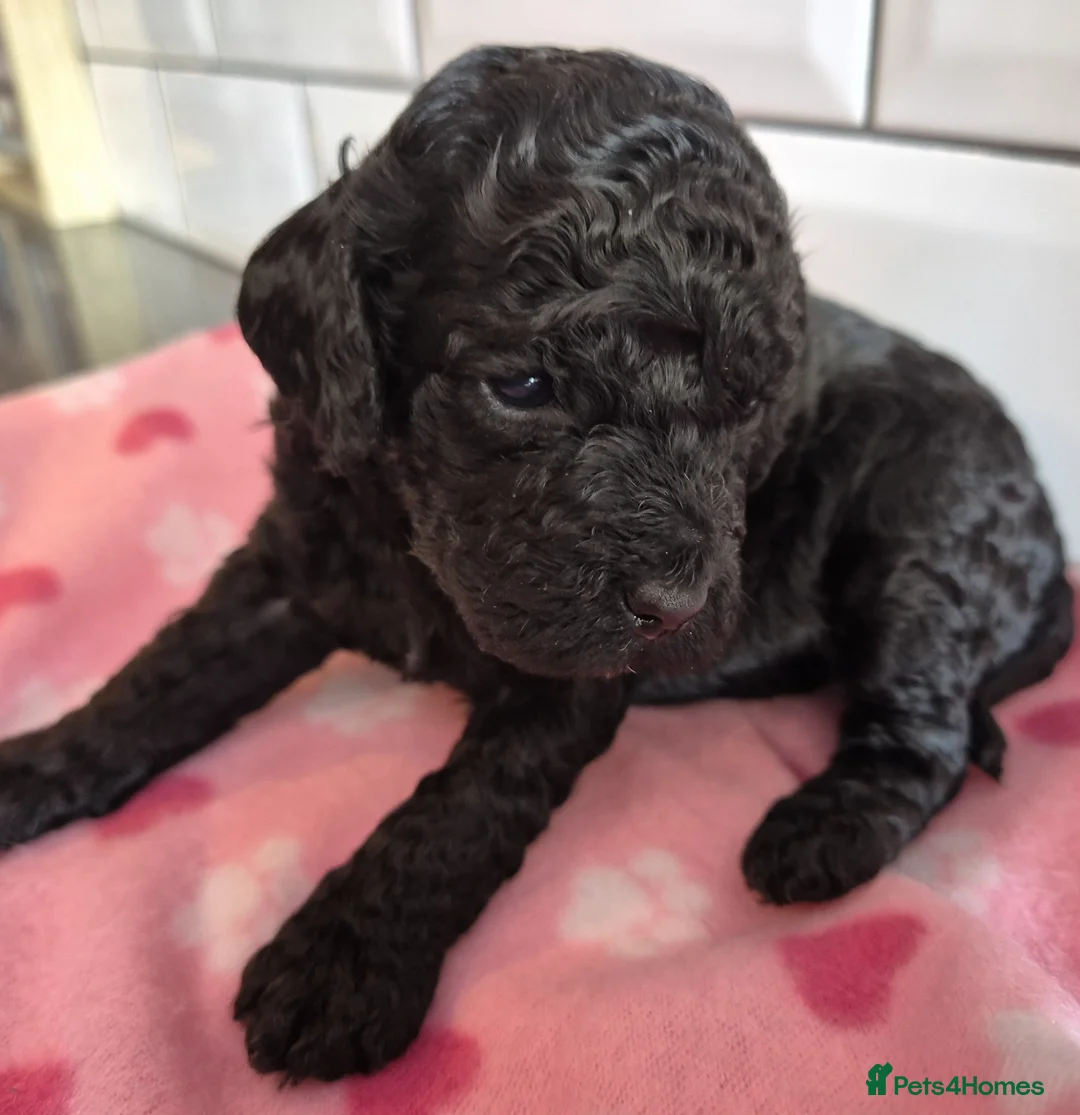 Cavapoo dogs for sale: **TOY Cavapoo Ready Now!! 1 black girl left - Advert 1
