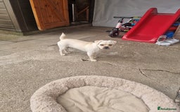 Mixed Breed dogs for sale: Little Bella - Image 5