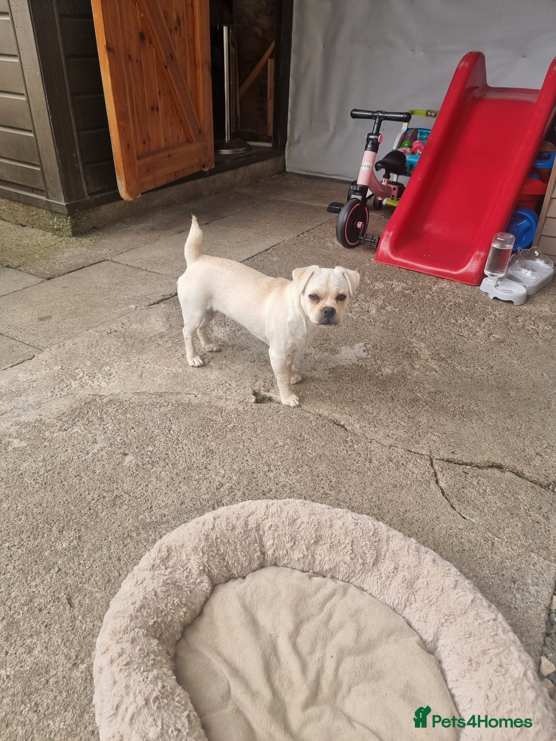 Mixed Breed dogs for sale: Little Bella - Image 5