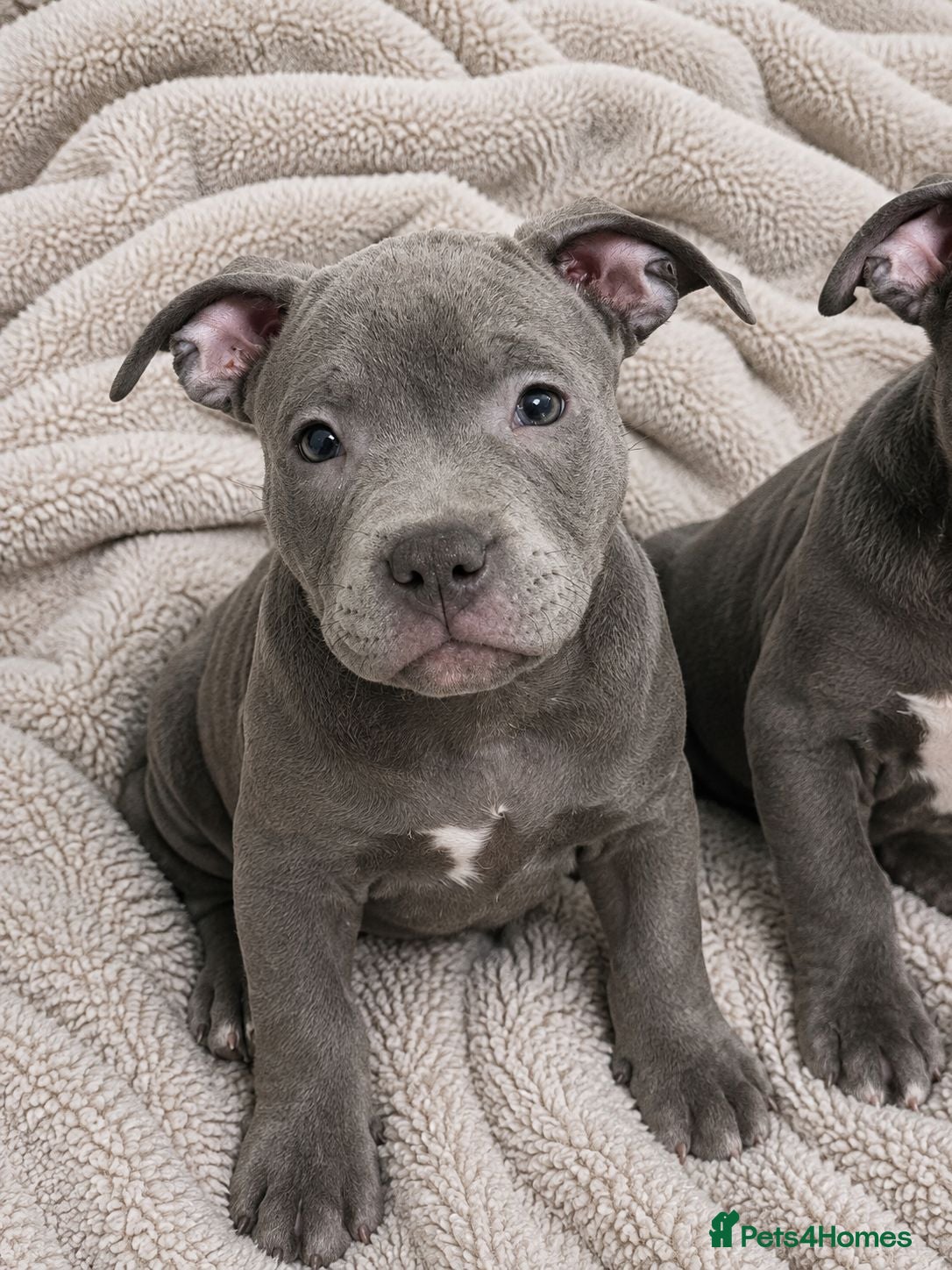 Staffordshire Bull Terrier dogs Staffordshire bull  - Advert 17