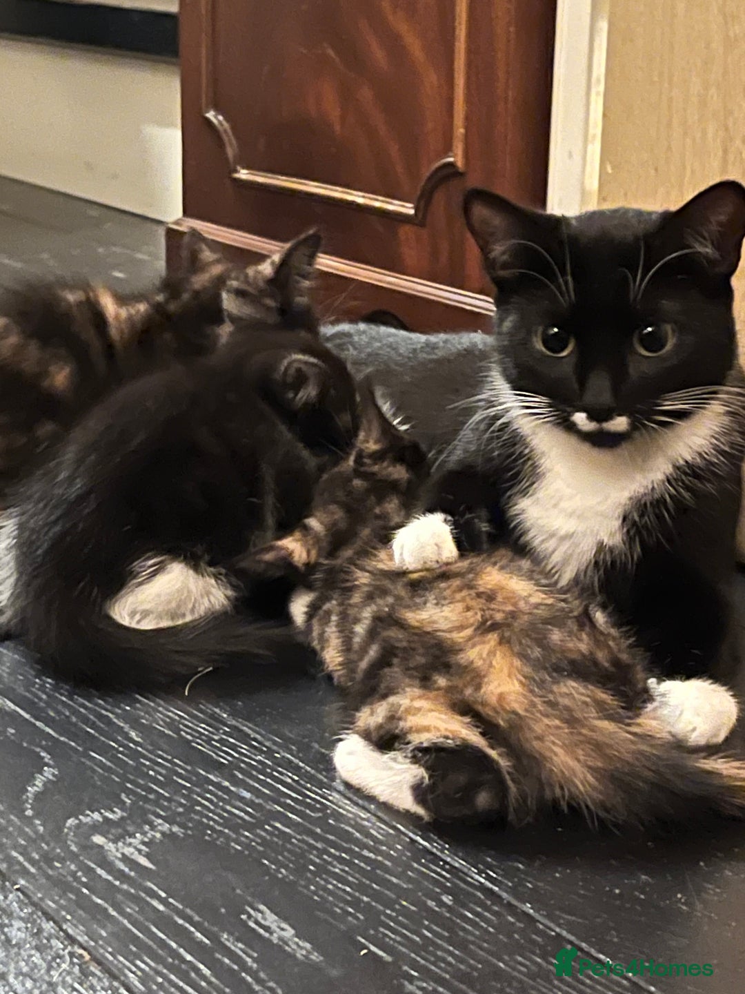 Mixed Breed cats for sale: Beautiful kittens ready for new loving homes  - Advert 2