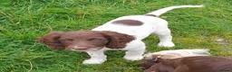 English Springer Spaniel dogs for sale: Gorgeous English Springer Spaniels Puppies - Advert 23