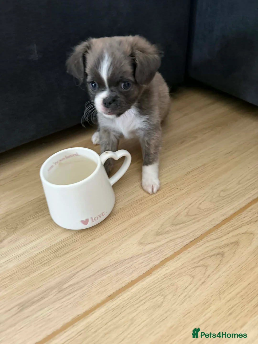 Chihuahua dogs for sale: Applehead chihuahua puppys  - Advert 10