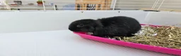 Mini Lop rabbits for sale: Mini lop baby bunnys - Advert 8