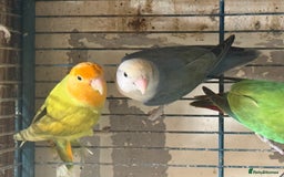 Lovebirds birds for sale: Lovebirds for sale  - Image 5
