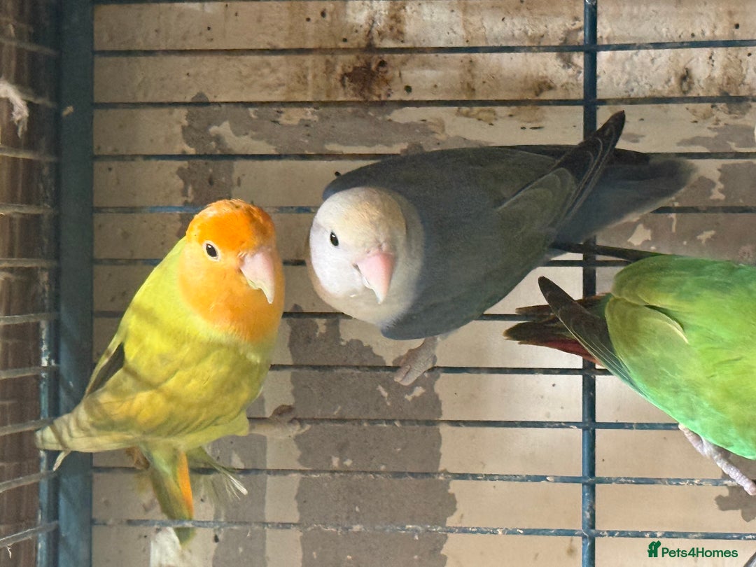Lovebirds birds for sale: Lovebirds for sale  - Image 5