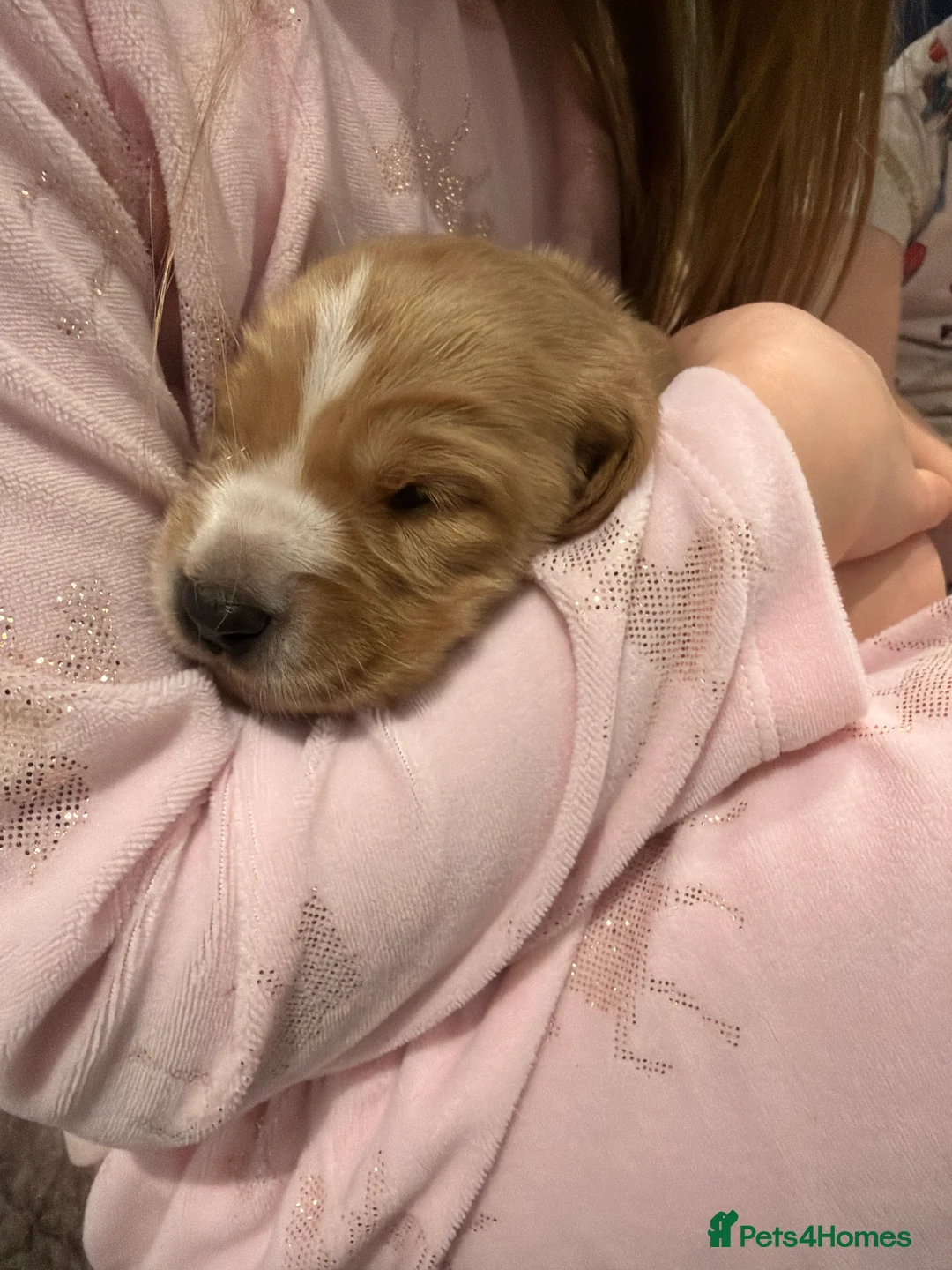 Cocker Spaniel dogs for sale: 🐾Show type cocker spaniel health tested puppies🐾 in King's Lynn - Advert 9