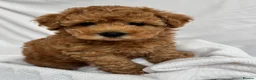 Cavapoo dogs for sale: Extensively Tested Toy - Ready this weekend  - Advert 11