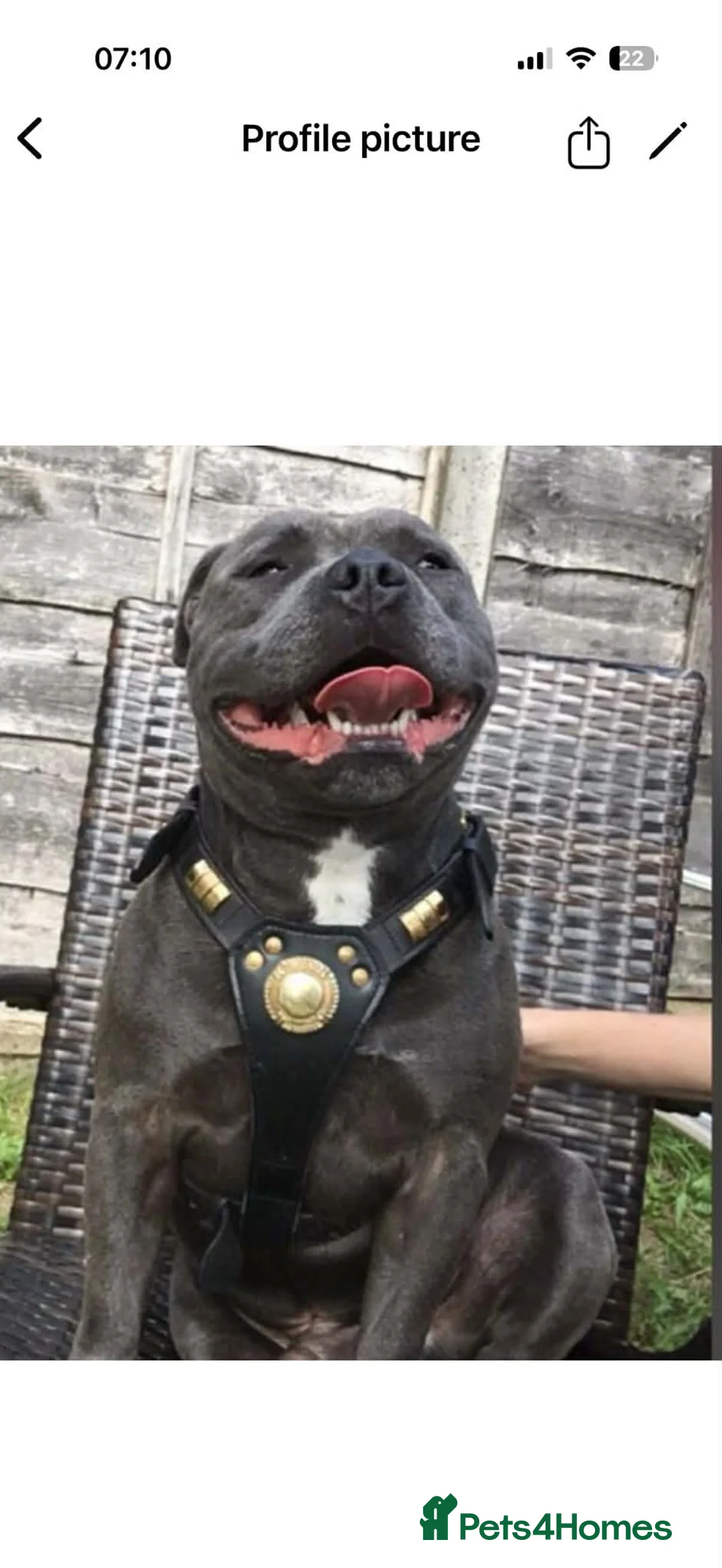Mixed Breed dogs for sale: Dalmatian X Staffy Pupsss 💙🩷🐶 in Manchester - Advert 2