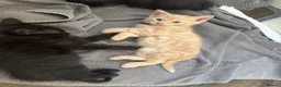Maine Coon cats for sale: Maine Coon Cross Kittens – Ready 13th July - Advert 3