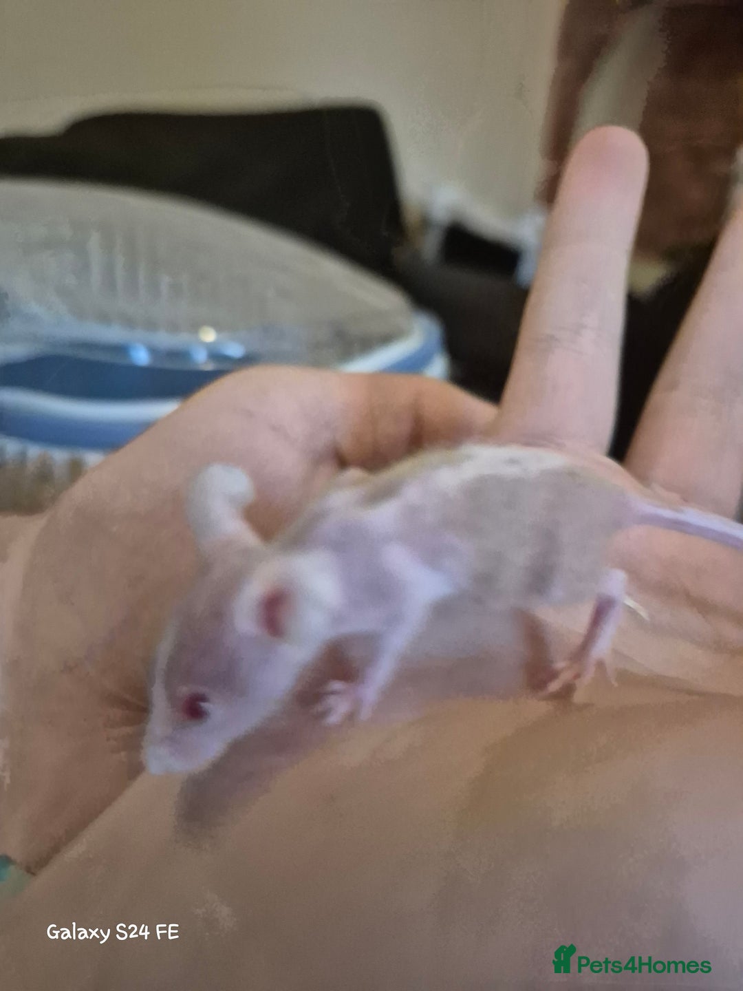 Mouse rodents for sale: Baby Fancy Mice - Image 1