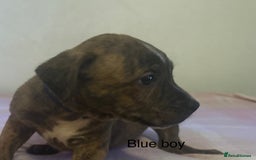Staffordshire Bull Terrier dogs for sale: Beautiful coloured staffies - Image 5