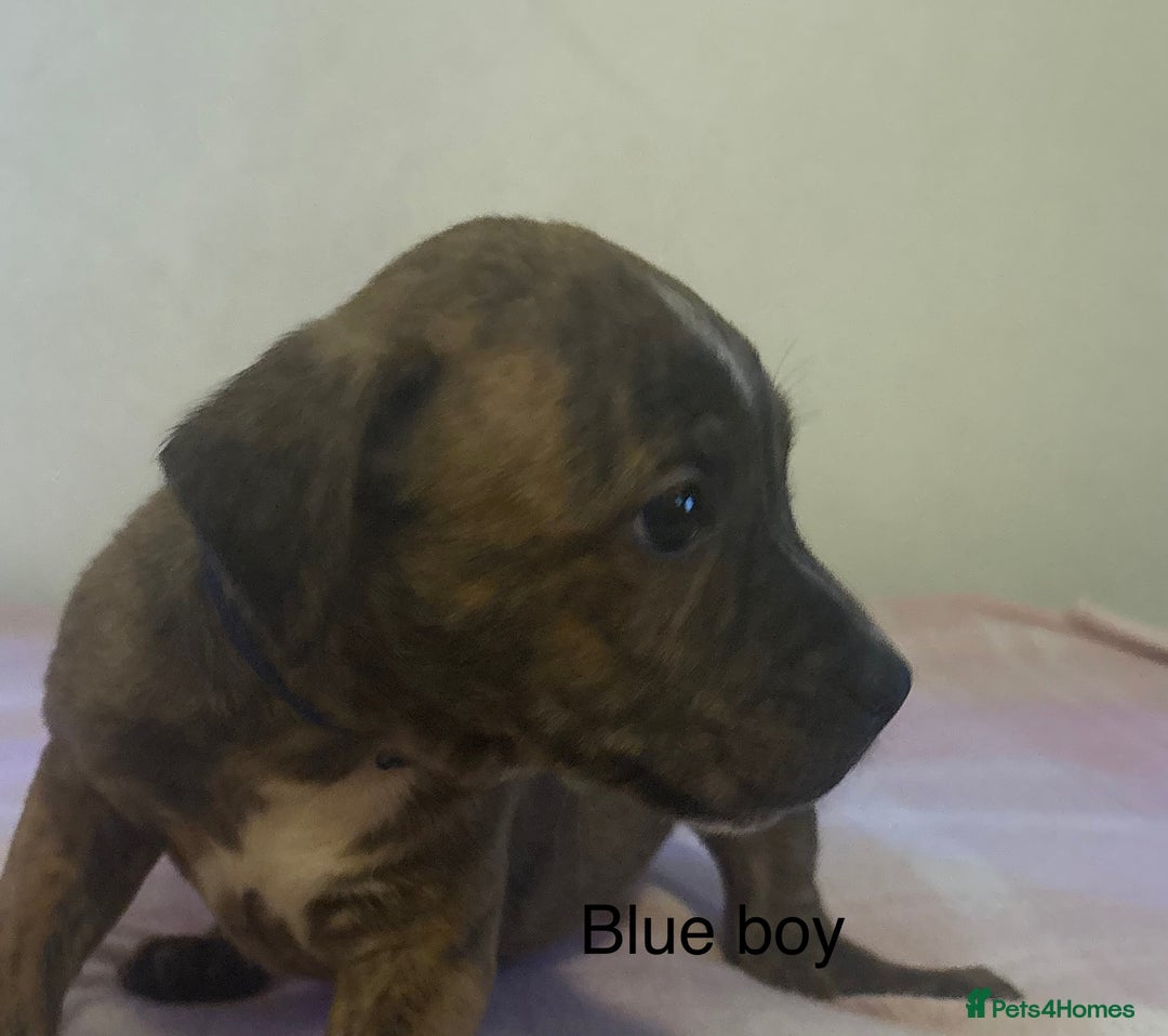 Staffordshire Bull Terrier dogs for sale: Beautiful coloured staffies - Image 5