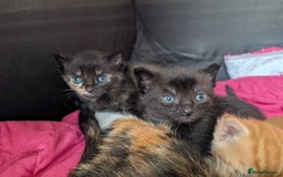 Mixed Breed cats for sale: Kittens for sale - Image 7