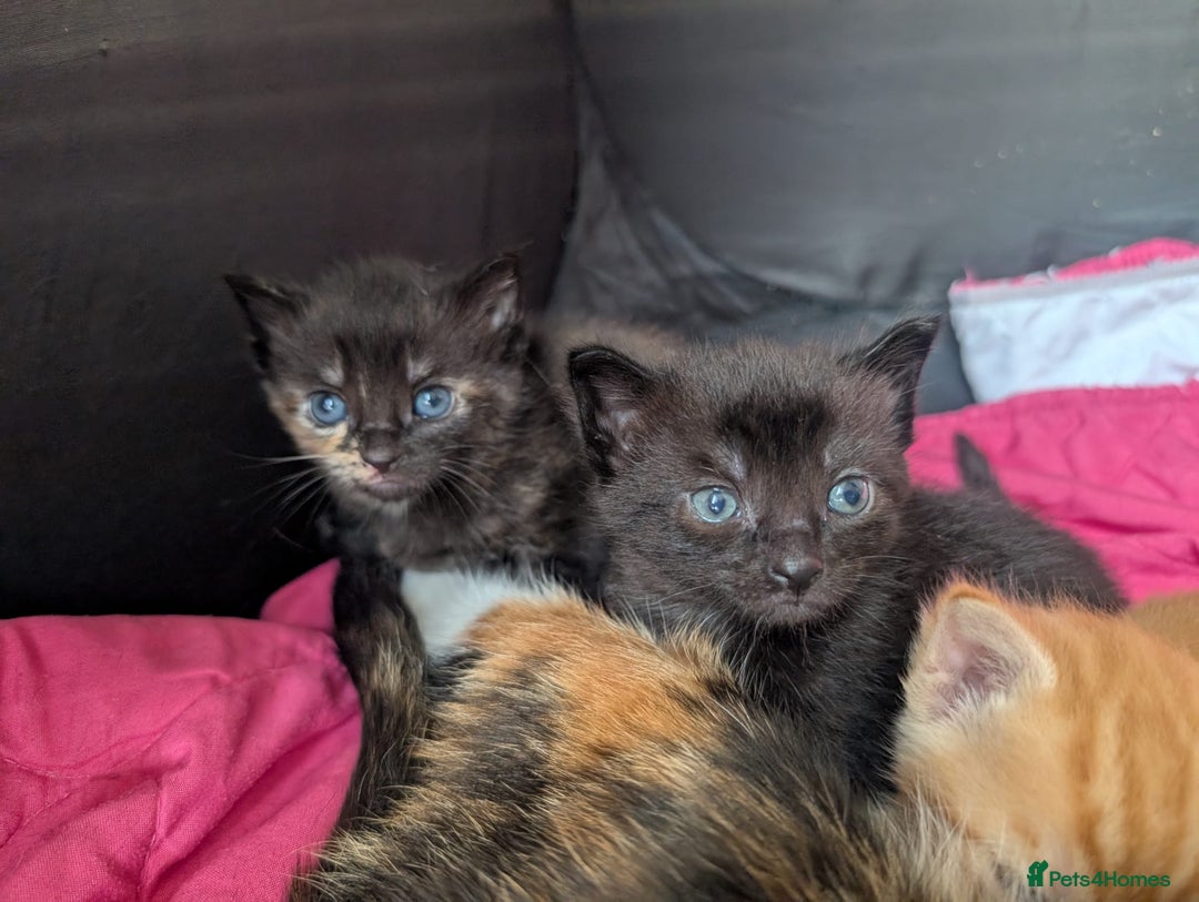 Mixed Breed cats for sale: Kittens for sale - Image 7
