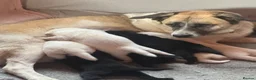 Mixed Breed dogs for sale: Lab+Akita adorable pups in Stansted - Advert 1