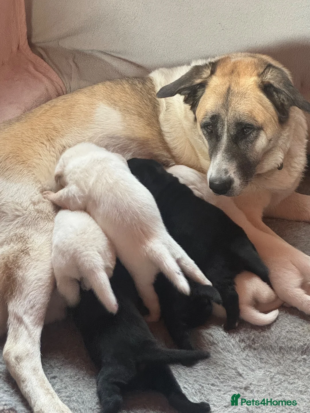 Mixed Breed dogs for sale: Lab+Akita adorable pups in Stansted - Advert 1
