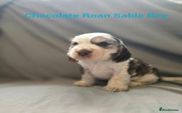 Cocker Spaniel dogs for sale: Rainbow Kennel Club  - Image 6